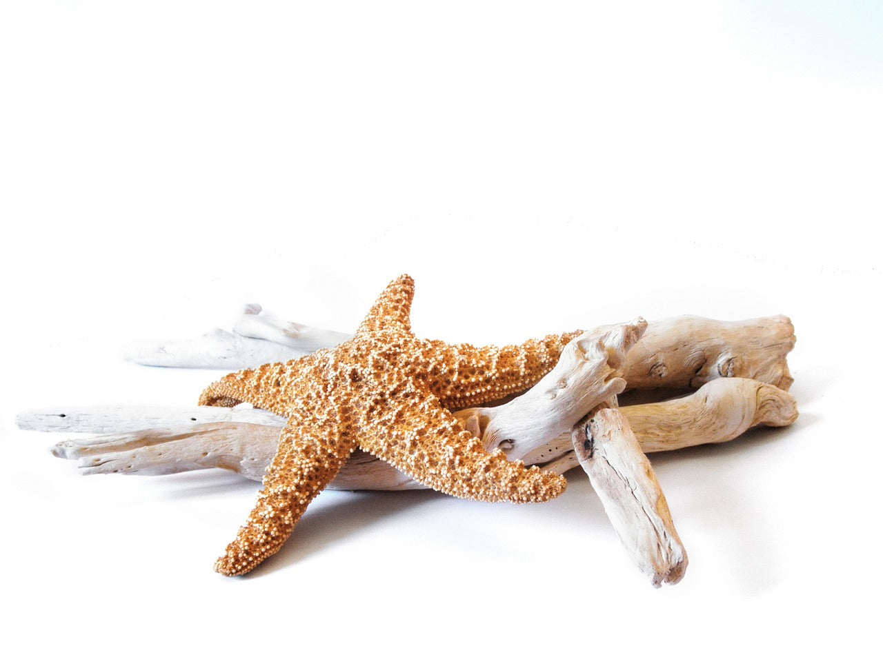 Starfish