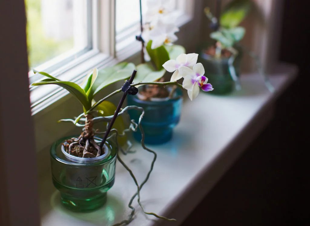 Mini Orchid Earrings