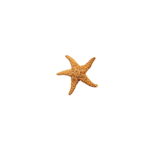 Mermaid Studs